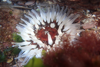 Shoresearch Wembury Dahlia anemone
