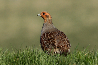 Grey partridge