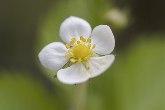 Wild Strawberry