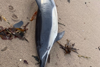 Dead common dolphin - Devon marine strandings network