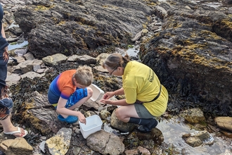 Image of rockpool safari eventbrite event at Wembury