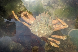 Spiny spider crab in a rockpool.