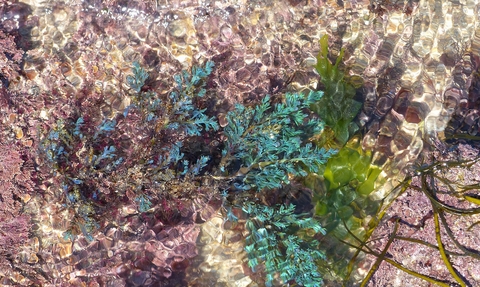 Rainbow wrack