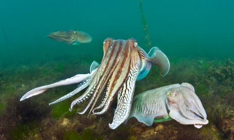 Cuttlefish Vs Squid Vs Octopus