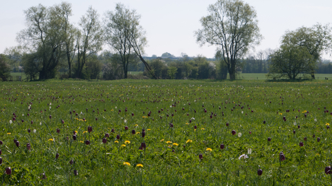 Lowland meadow and pasture