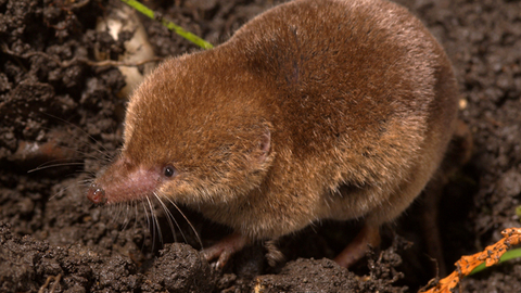 Common shrew