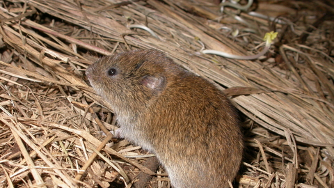 Field vole