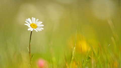 Oxeye Daisy