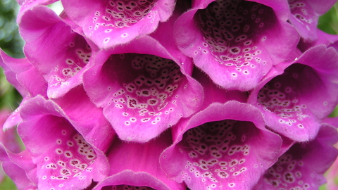 Foxglove