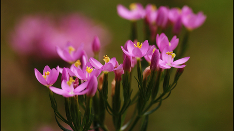 Common Centaury