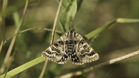 Mother shipton moth