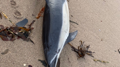 Dead common dolphin - Devon marine strandings network