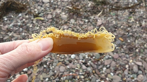 Someone holding an empty, washed up shark's egg case in their hand.