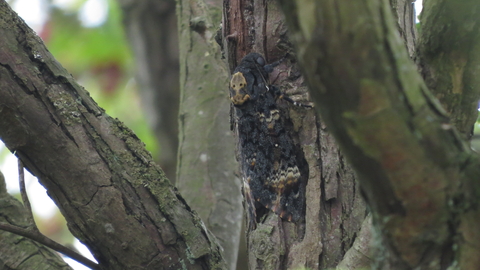 A death's-head hawk-moth clings to a tree trunk. The pale markings on its back resemble a skull