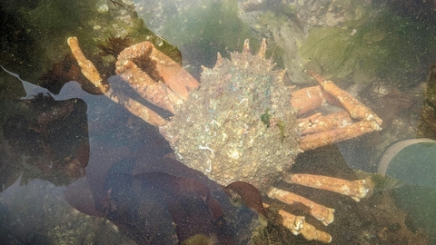 Spiny spider crab in a rockpool.