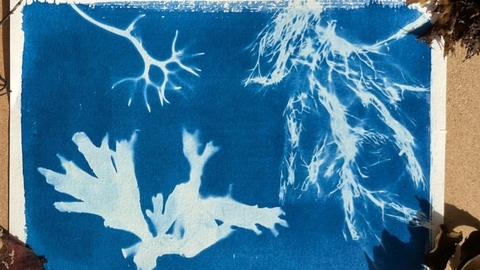 A blue and white cyanotype showing the outlines of various seaweeds.