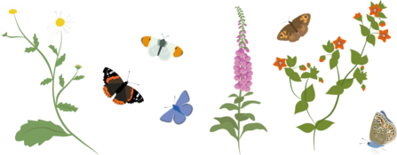 Pollinators and flowers illustration