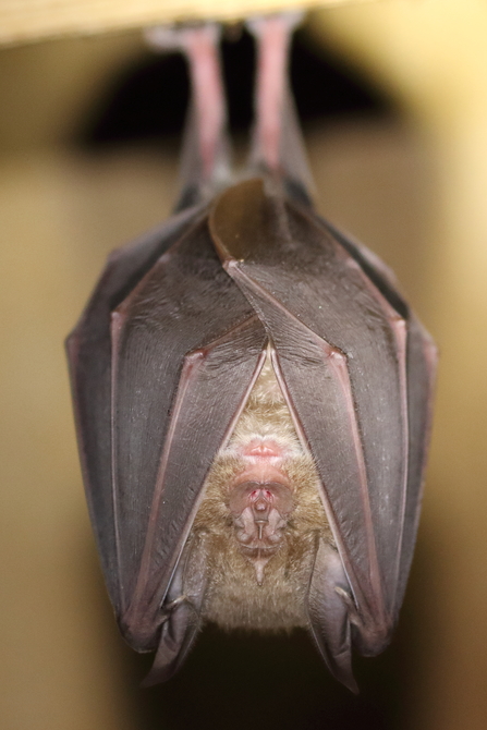 Greater Horseshoe Bat