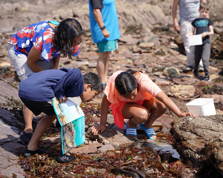 Family rockpooling at Wembury