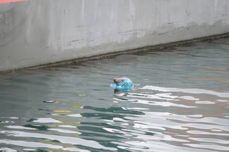 Seal in plastic bag - Martin Cannan