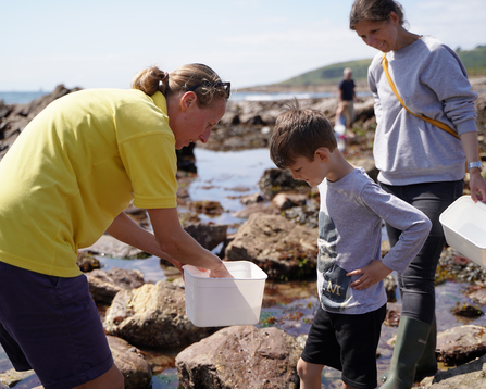 Wembury assistant showing tub on rockpool safari