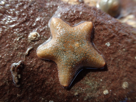 Cushion star Wembury