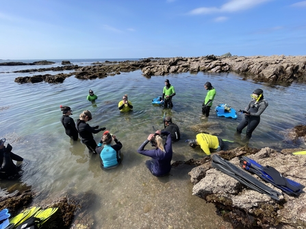 snorkel safari at Wembury June 2023