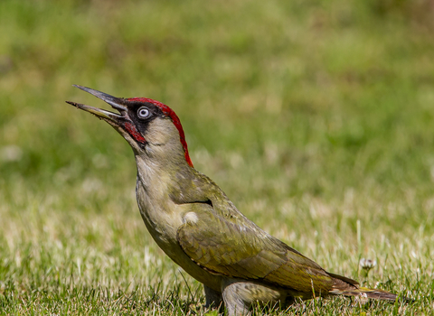 Green woodpecker