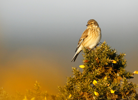 Linnet