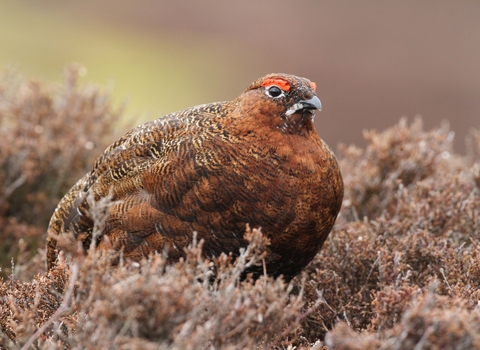 Red grouse