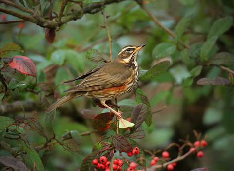 Redwing