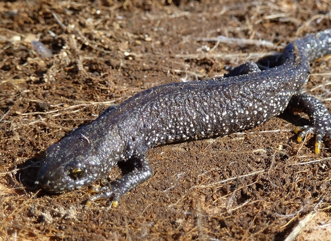 Great crested newt