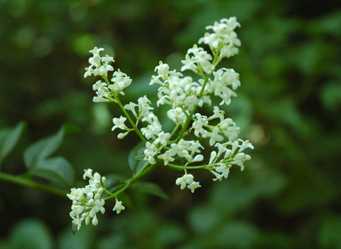 Wild Privet