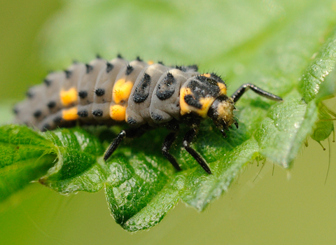 7-spot Ladybird larva