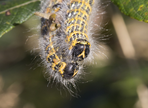 Buff-tip Moth Caterpillars