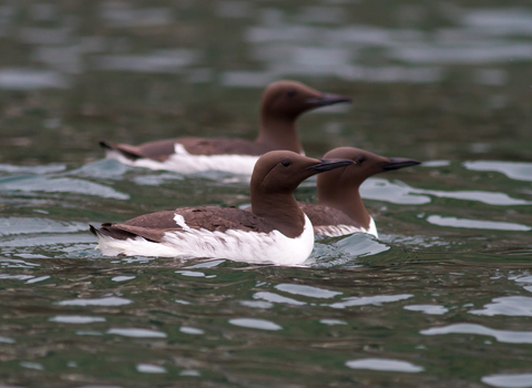 Guillemot