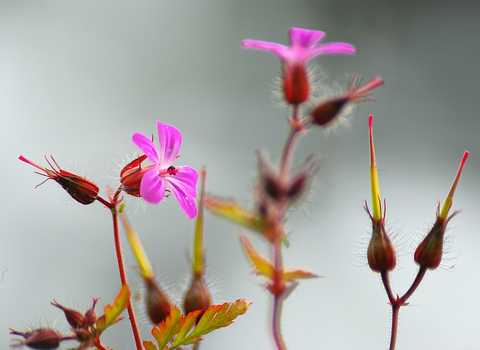 Herb-Robert