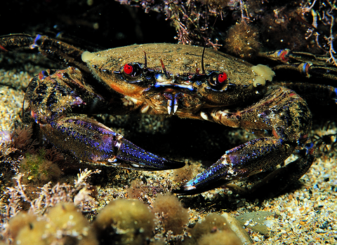 Velvet Swimming Crab