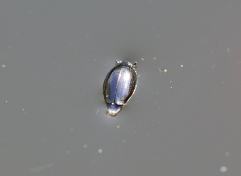 Whirligig Beetle