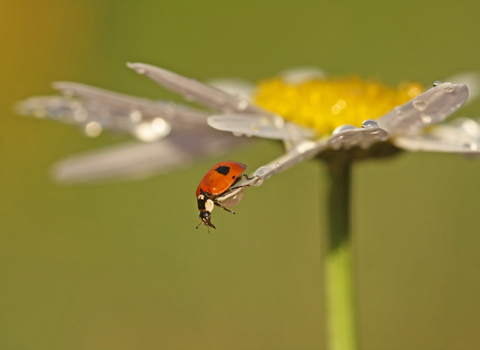 2-spot Ladybird