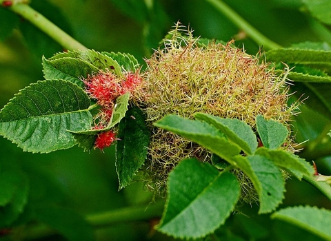 Robin's Pincushion