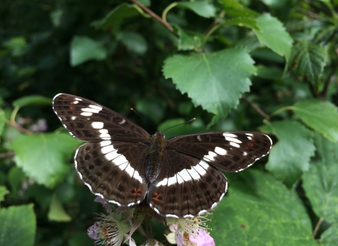 White admiral