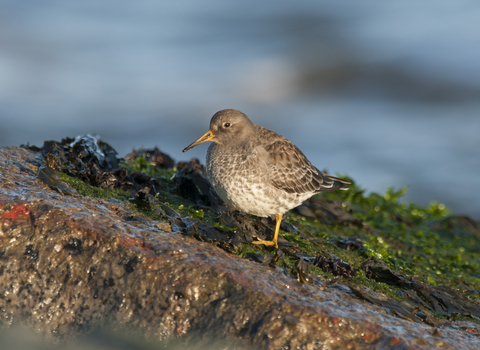 Purple sandpiper