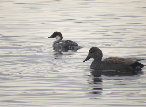 Smew 