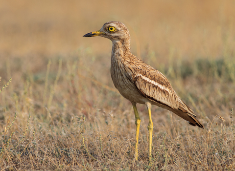 A stone curlew stands in a dry grassland