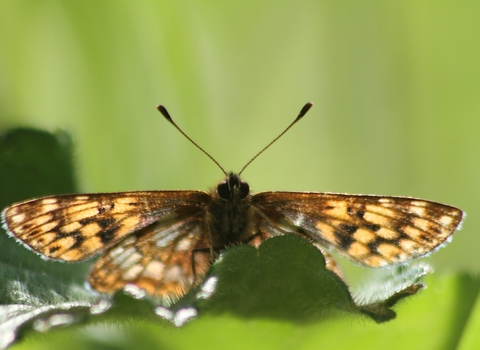 A Duke of Burgundy butterfly resting on a leaf, facing the camera. Its orange and brown wings are spread out, the sun shining through them like a stained glass window