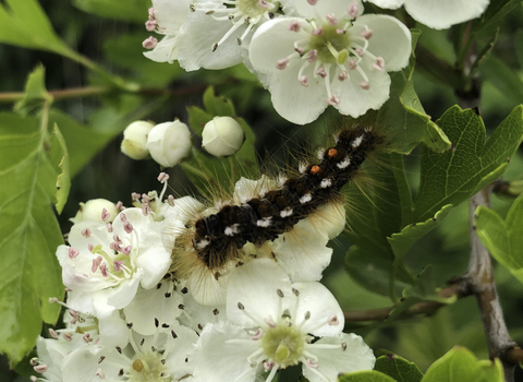 A fully-grown brown-tail moth caterpillar, covered in long, brown irritating hairs