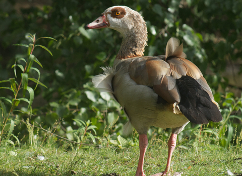 Egyptian goose