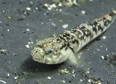 Painted goby